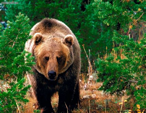 animals in the forest